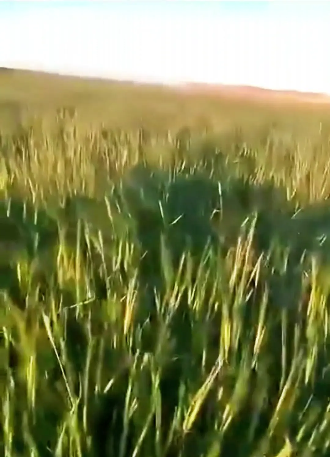 Arpa, Sivas · Proverim saha uygulaması