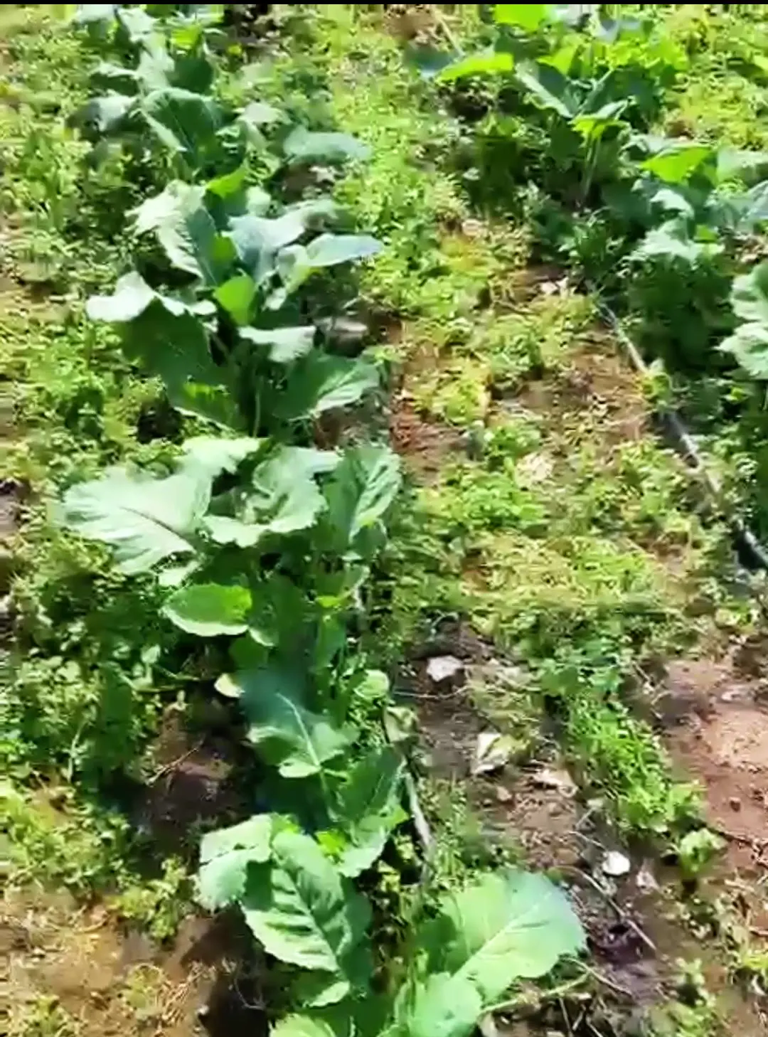 Lahana, Bulancak, Giresun · Proverim saha uygulaması