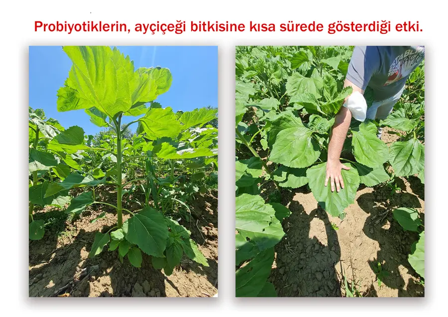 Ayçiçeği: Kısa sürede görülen fark · Proverim saha karşılaştırması