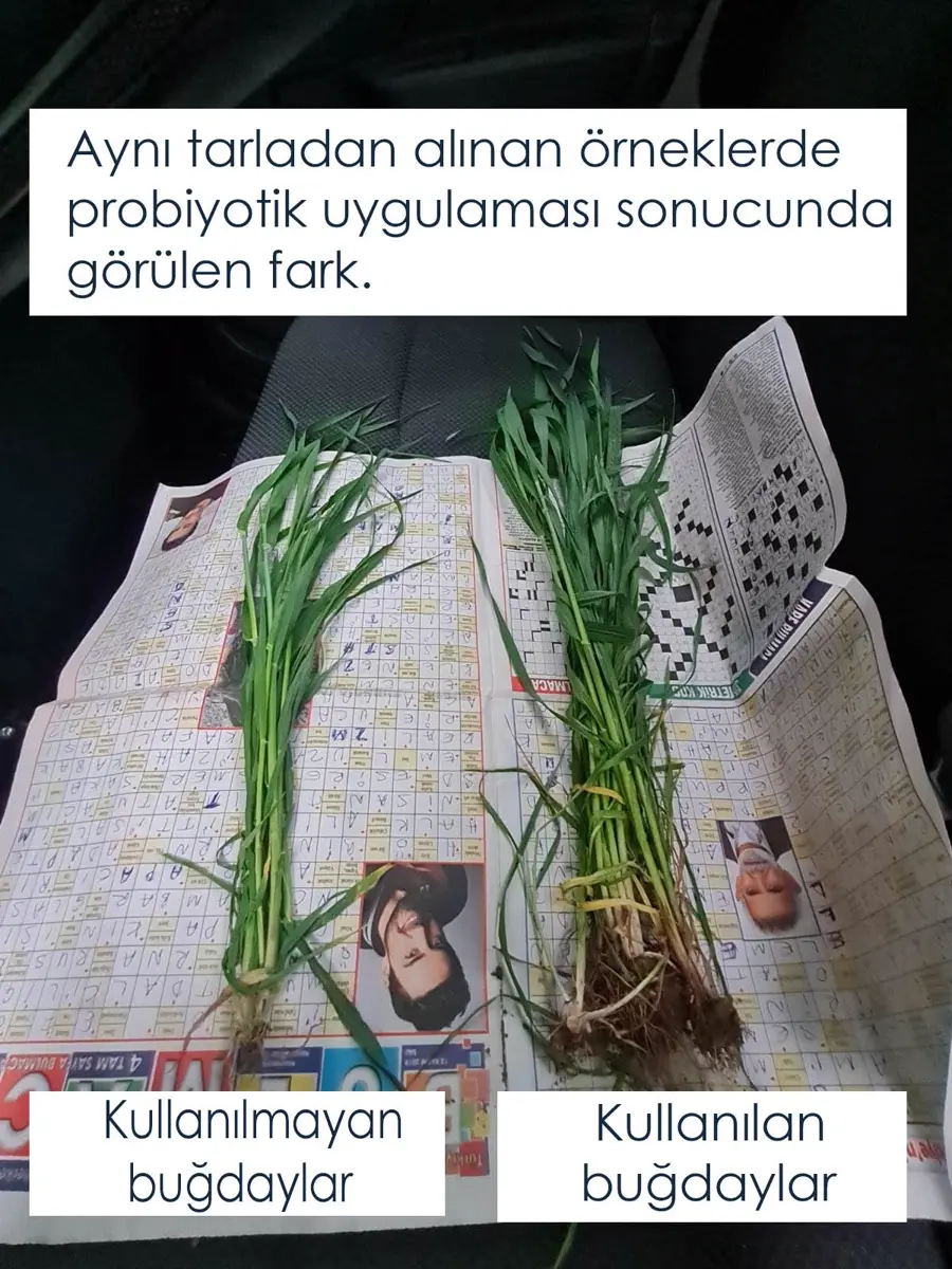 Buğday kökü: Aynı tarla · kullanılmayan / kullanılan · Proverim saha karşılaştırması