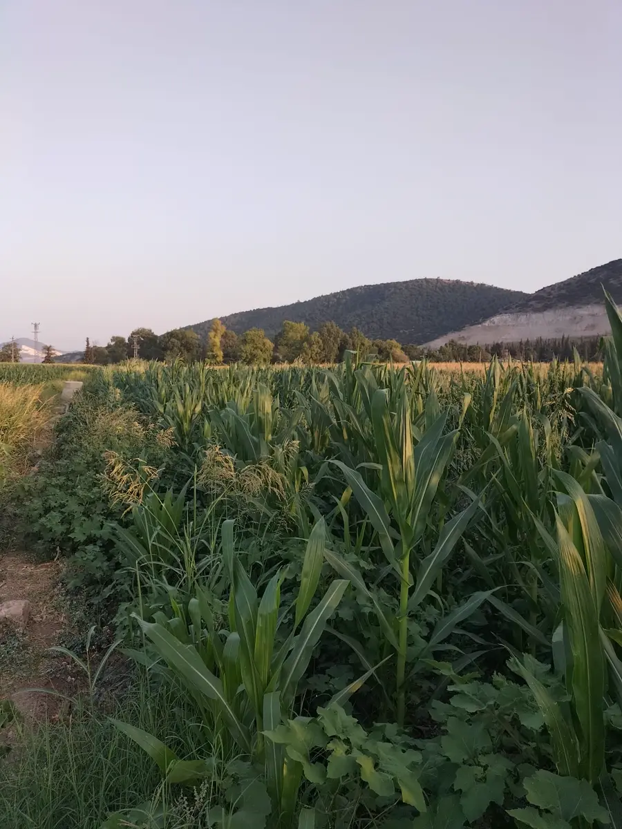 Mısır · Proverim saha uygulaması
