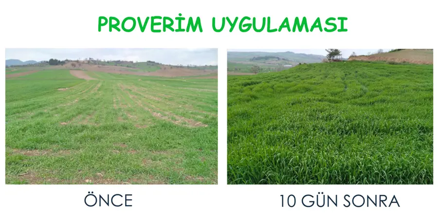 Uygulamadan 10 gün sonra: Aynı tarla · önce / sonra · Proverim saha karşılaştırması