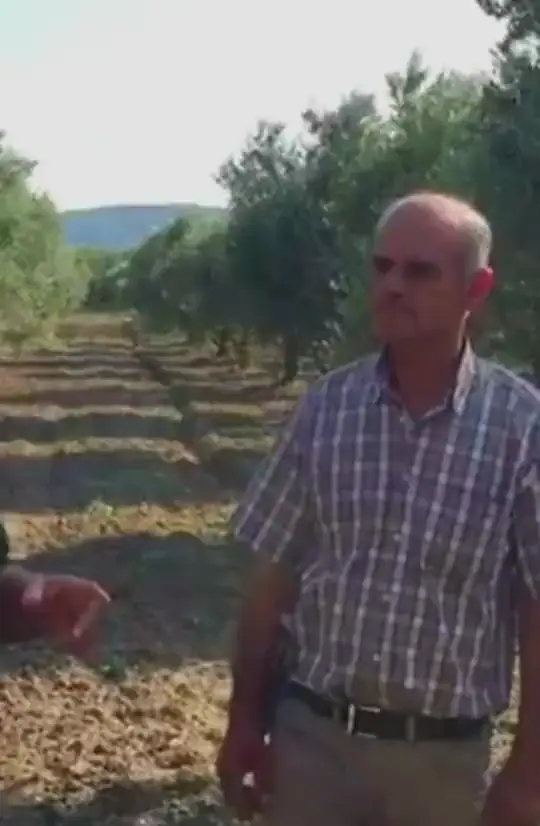 Akhisar'da Proverim kullanan zeytin üreticisi